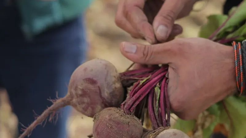 Beets pulled from the field