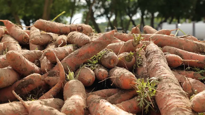 Freshly pulled Ontario carrots