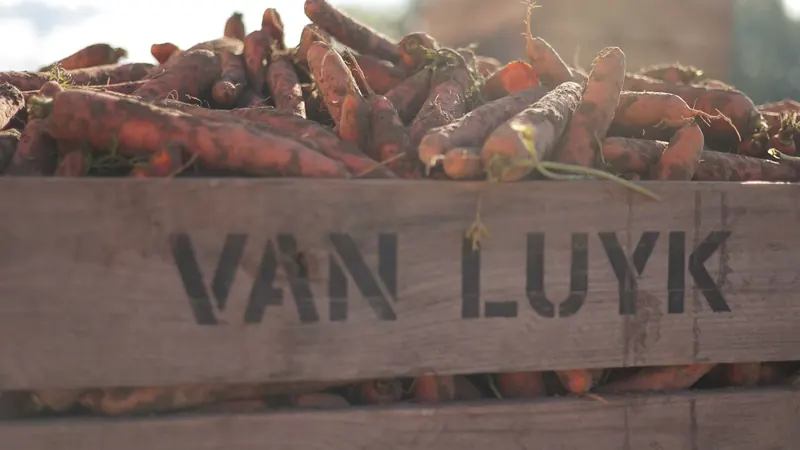 A Van Luyk harvest crate full of carrots